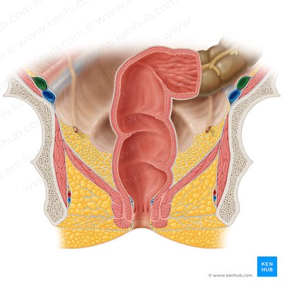Arteria iliaca externa (Äußere Beckenarterie); Bild: Samantha Zimmerman