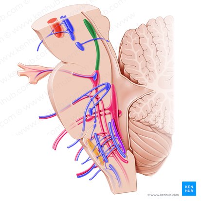 Núcleo mesencefálico del nervio trigémino (Nucleus mesencephalicus nervi trigemini); Imagen: Paul Kim