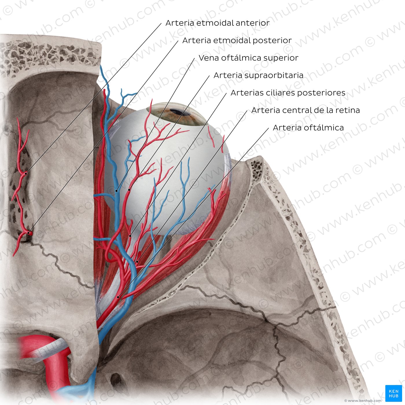 Arteries and veins of orbit (Superior view)