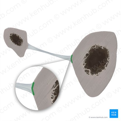 Borda interóssea da tíbia (Margo interosseus tibiae); Imagem: Tal Bavli Ziv