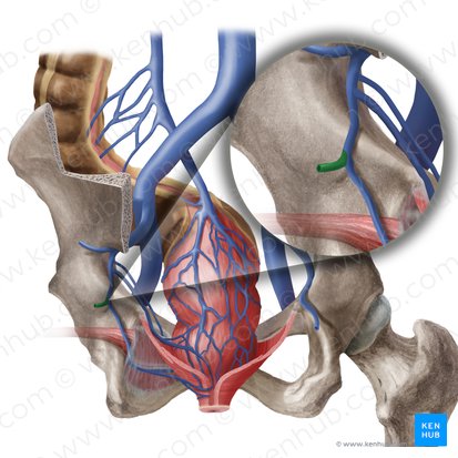 Vena glutea inferior (Untere Gesäßvene); Bild: Begoña Rodriguez