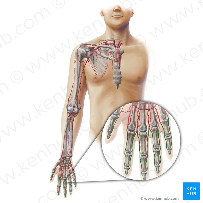 Artérias digitais da mão (Arteriae digitales manus); Imagem: Paul Kim
