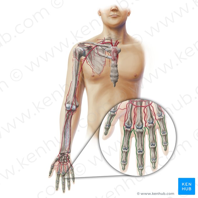 Artères digitales de la main (Arteriae digitales manus); Image : Paul Kim