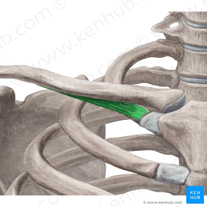 Musculus subclavius (Unterschlüsselbeinmuskel); Bild: Yousun Koh