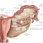 Embryology: 1st week of development