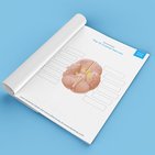 Cranial nerves quizzes and labeling exercises
