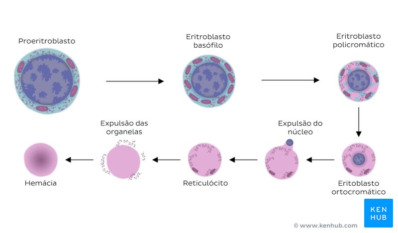 Ilustração esquemática da eritropoiese