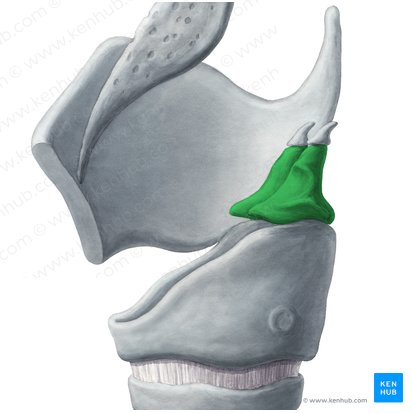 Arytenoid cartilage (Cartilago arytenoidea); Image: Yousun Koh