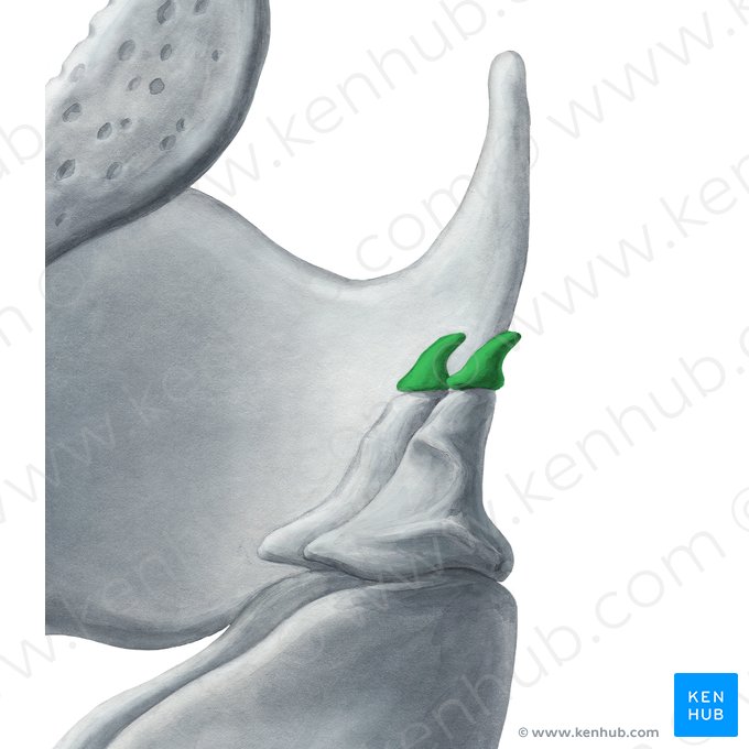 Corniculate cartilage (Cartilago corniculata); Image: Yousun Koh