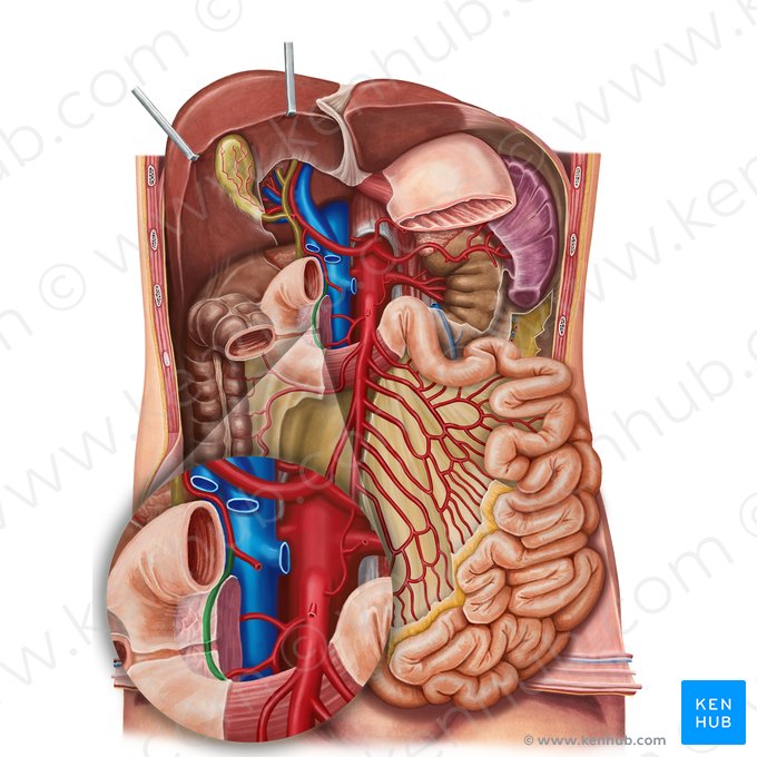 Artéria pancreaticoduodenal superior anterior (Arteria pancreaticoduodenalis superior anterior); Imagem: Irina Münstermann
