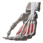Lumbrical muscles of the hand