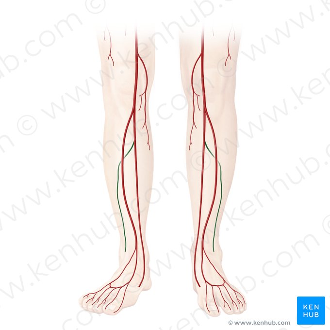 Arteria fibularis (Wadenbeinarterie); Bild: Begoña Rodriguez