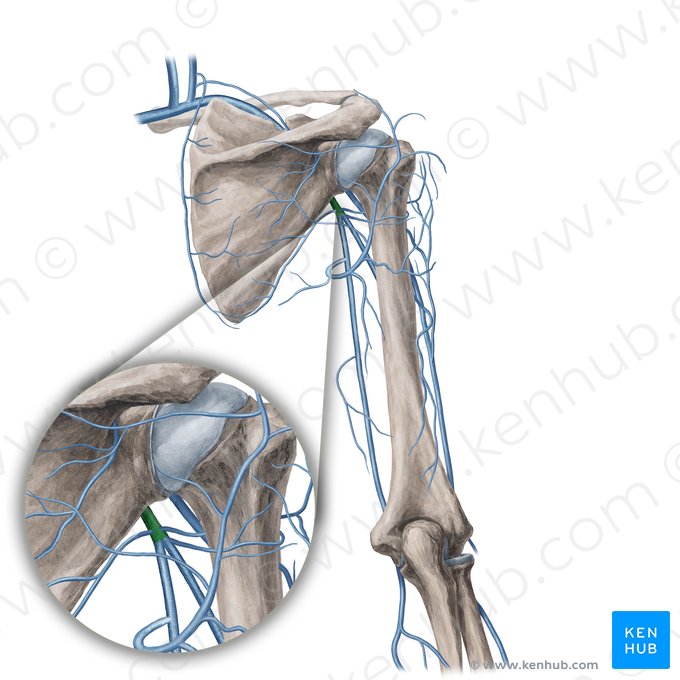 Veia axilar (Vena axillaris); Imagem: Yousun Koh