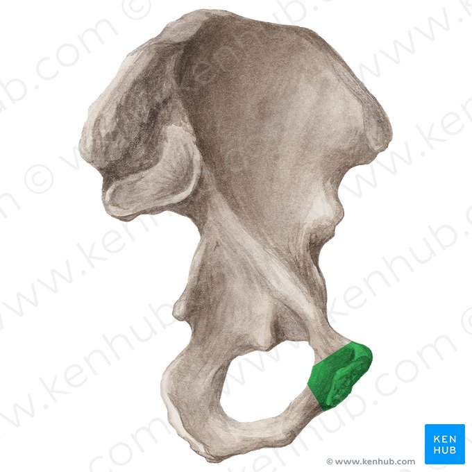Corpo do púbis (Corpus ossis pubis); Imagem: Liene Znotina
