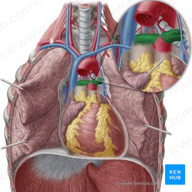 Artéria pulmonar (Arteria pulmonalis); Imagem: Yousun Koh