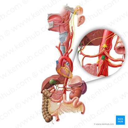 Superior mesenteric ganglion (Ganglion mesentericum superius); Image: Paul Kim
