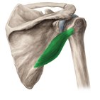 Teres minor muscle