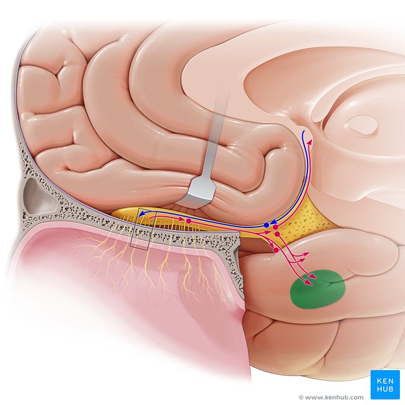 Corpo amigdaloide (vista medial)