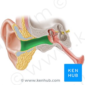Ear anatomy: Parts and functions | Kenhub