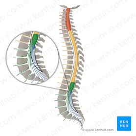 Nervios espinales L1- L5 (Nervi spinales L1-L5); Imagen: Irina Münstermann