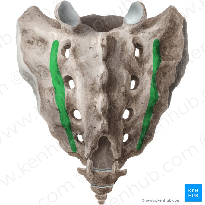 Cresta sacra lateral (Crista sacralis lateralis); Imagen: Liene Znotina
