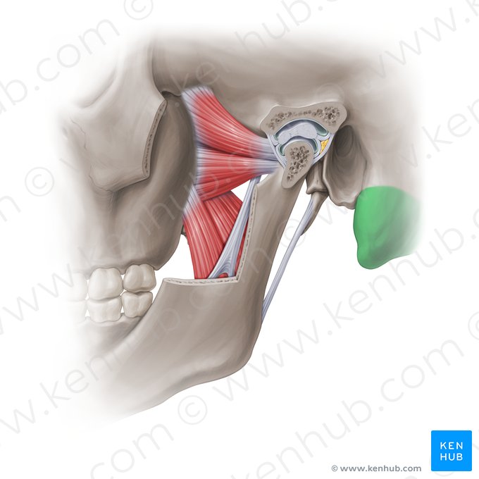 Proceso mastoides del hueso temporal (Processus mastoideus ossis temporalis); Imagen: Paul Kim