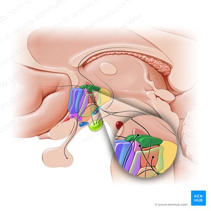 Lateral hypothalamic area (Area hypothalamica lateralis); Image: Paul Kim