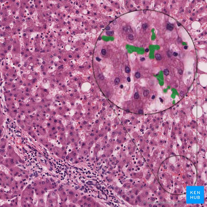 Erythrocyte (Erythrocytus); Image: 