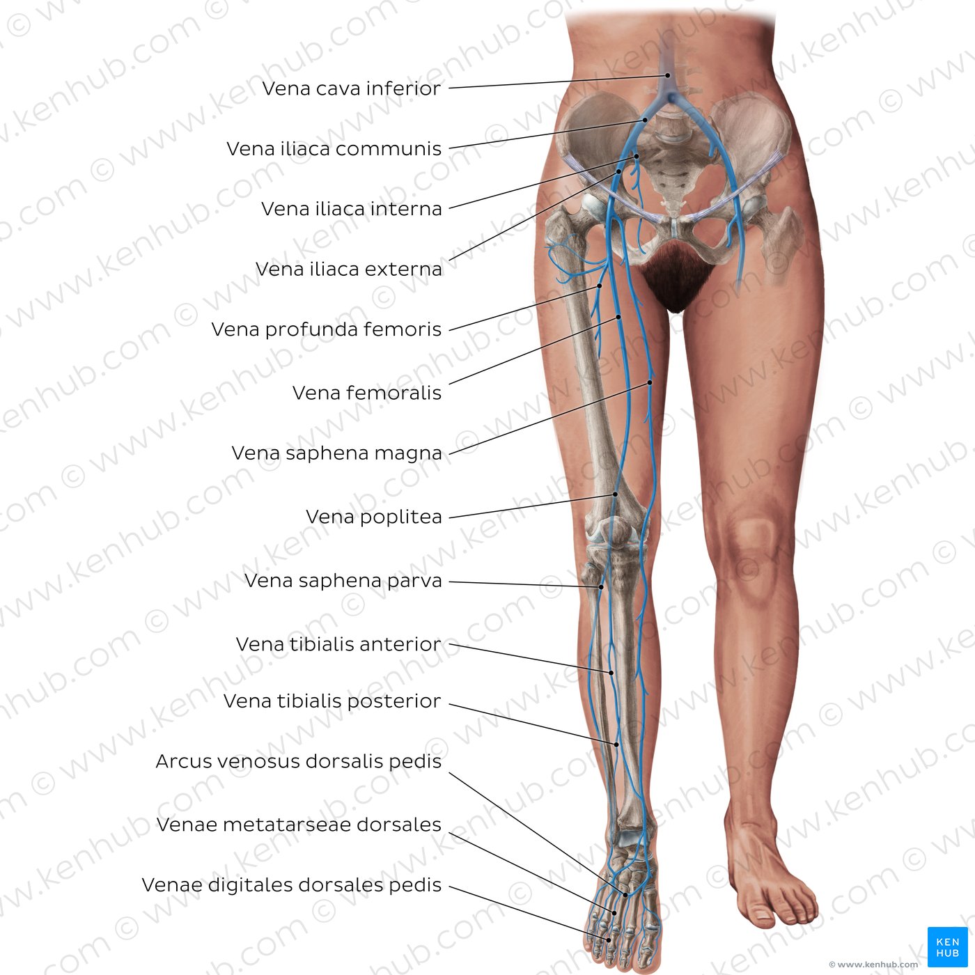 Vena iliaca interna: Anatomie, Verlauf, Funktion | Kenhub