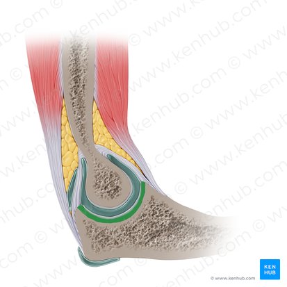 Incisura trochlearis ulnae (Vertiefung der Oberarmrolle); Bild: Paul Kim