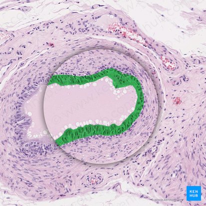 Epithelium pseudostratificatum columnare stereociliatum (Mehrreihig hochprismatisches Epithel (mit Stereozilien)); Bild: 