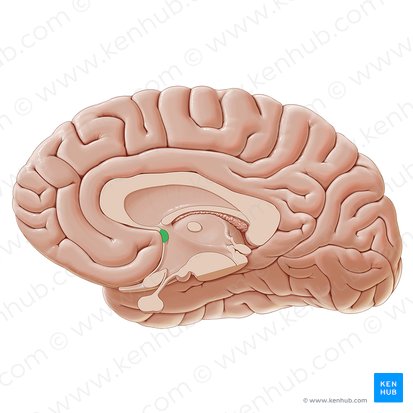 Anterior commissure (Commissura anterior); Image: Paul Kim