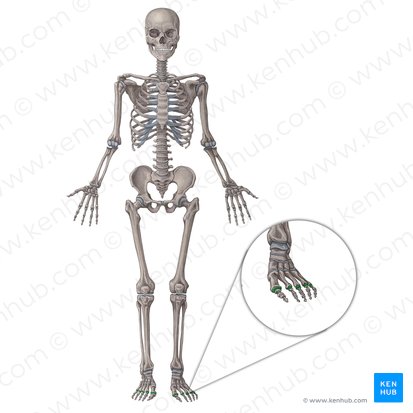 Metatarsophalangeal joints (Articulationes metatarsophalangeae); Image: Irina Münstermann