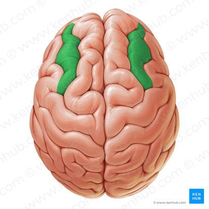 Middle frontal gyrus (Gyrus frontalis medius); Image: Paul Kim