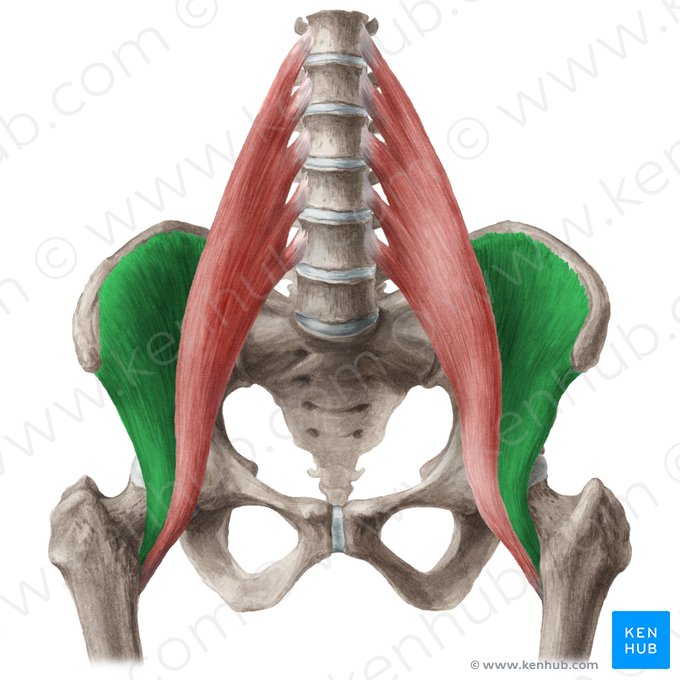 Músculo ilíaco (Musculus iliacus); Imagem: Liene Znotina