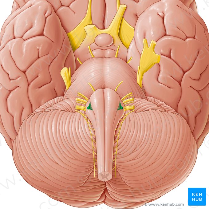 Nervus hypoglossus (Unterzungennerv); Bild: Paul Kim