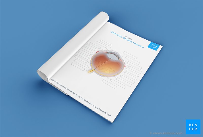 Teste seu conhecimento sobre a anatomia do olho humano com nossa imagem não rotulada em PDF (faça o download abaixo)