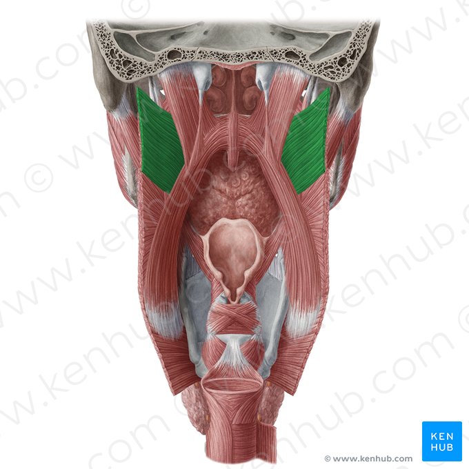 Superior pharyngeal constrictor muscle (Musculus constrictor pharyngis superior); Image: Yousun Koh