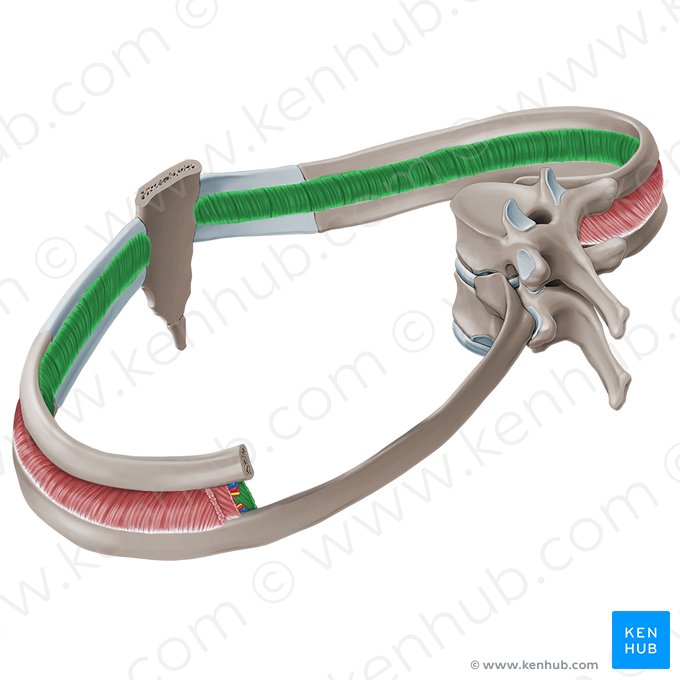 Innermost intercostal muscles (Musculi intercostales intimi); Image: Paul Kim