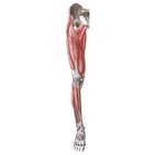 Main muscles of the lower limb