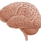 Topography of the cerebral hemispheres