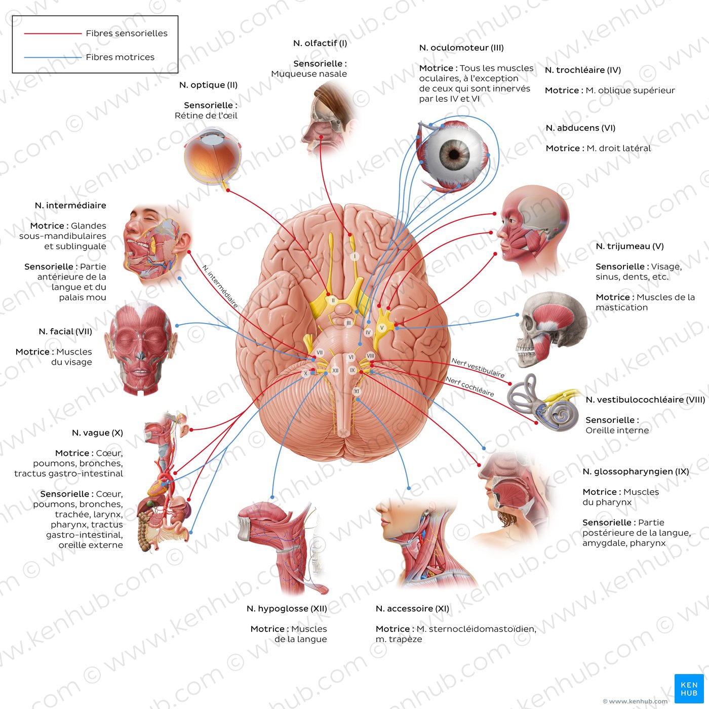 Fonctions des nerfs crâniens (schéma)