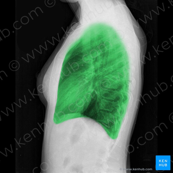 Lung (Pulmo); Image: 