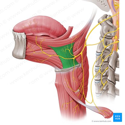 Músculo hioglosso (Musculus hyoglossus); Imagem: Paul Kim