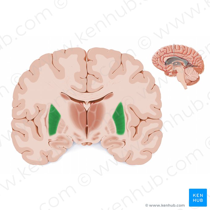 Putamen (Äußerer Linsenkern); Bild: Paul Kim