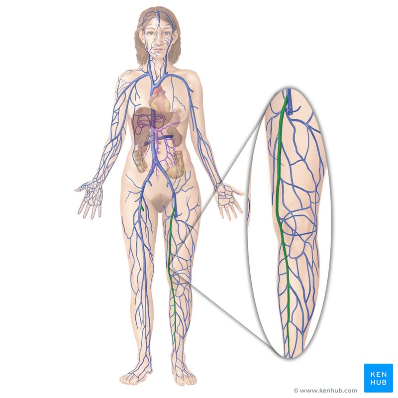 Great saphenous vein (Vena saphena magna)