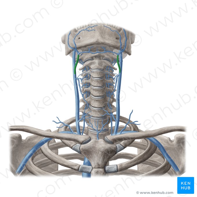 Common facial vein (Vena facialis communis); Image: Yousun Koh