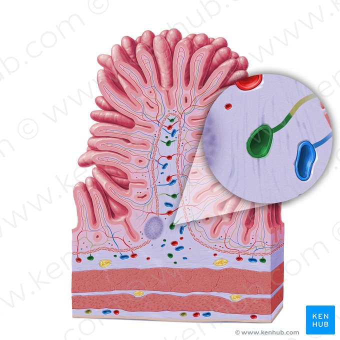 Vas lymphaticum submucosae (Submuköses Lymphgefäß); Bild: Paul Kim