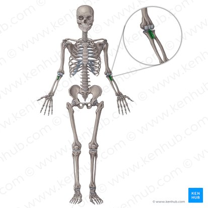 Articulatio radioulnaris proximalis (Körpernahes Speichen-Ellen-Gelenk); Bild: Irina Münstermann