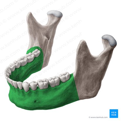 Cuerpo de la mandíbula (Corpus mandibulae); Imagen: Yousun Koh
